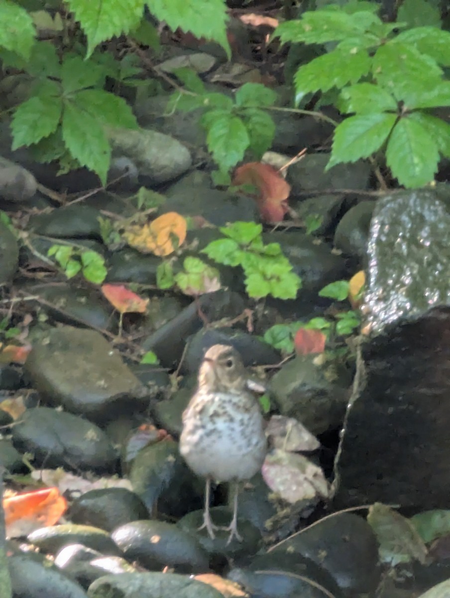 Swainson's Thrush - ML636764693