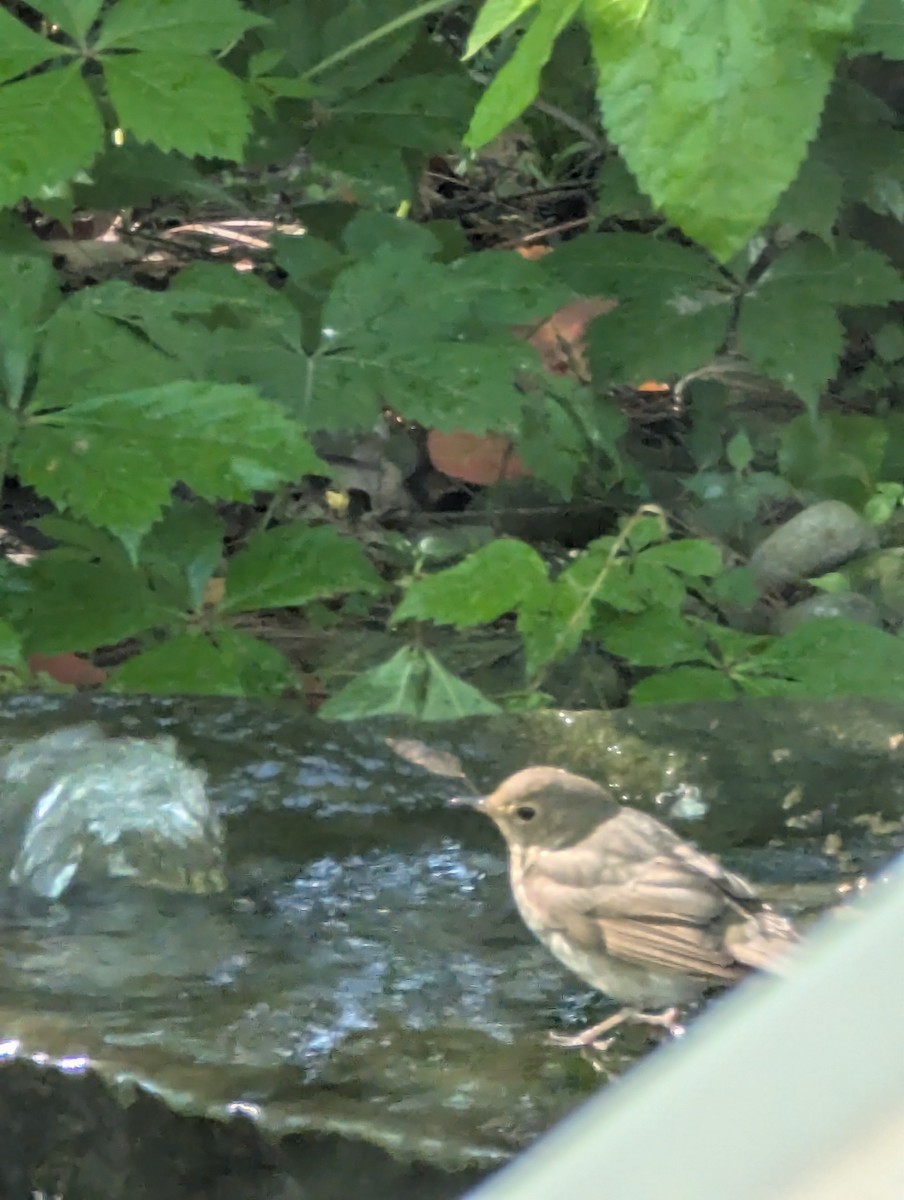 Swainson's Thrush - ML636764698