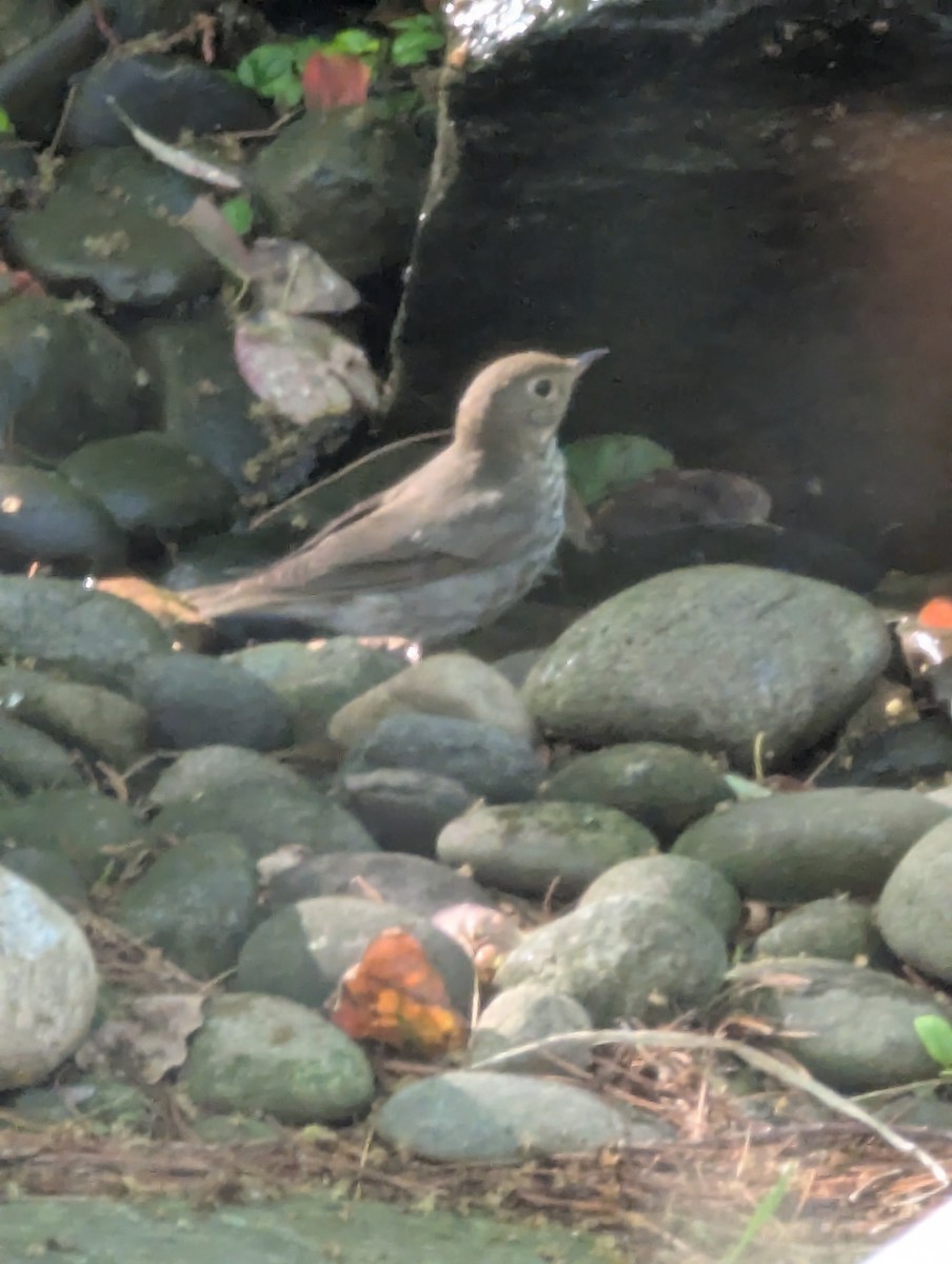 Swainson's Thrush - ML636764705
