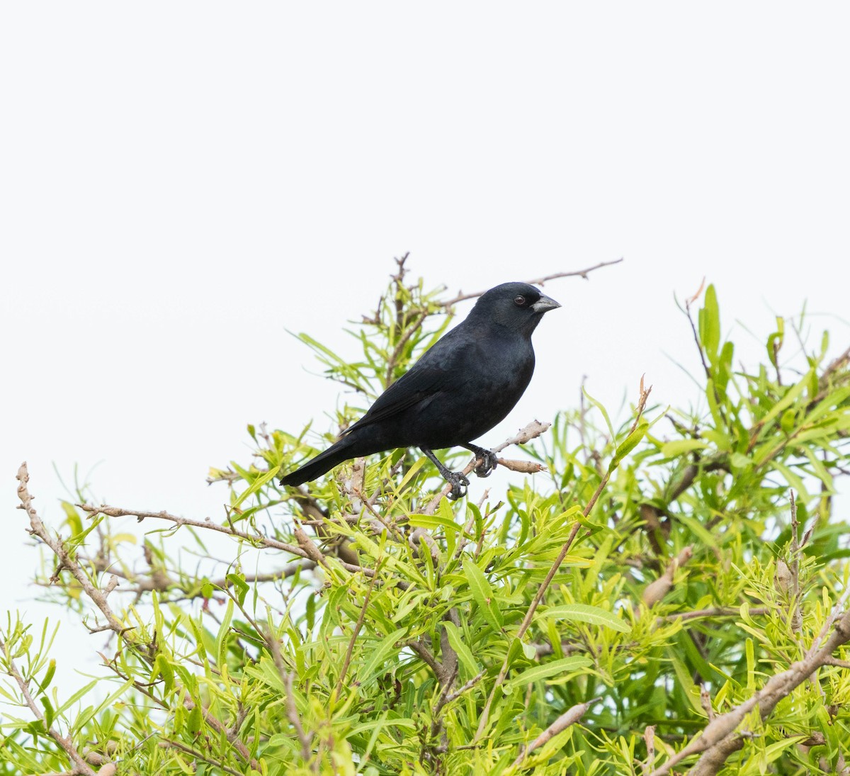 Screaming Cowbird - ML636764714