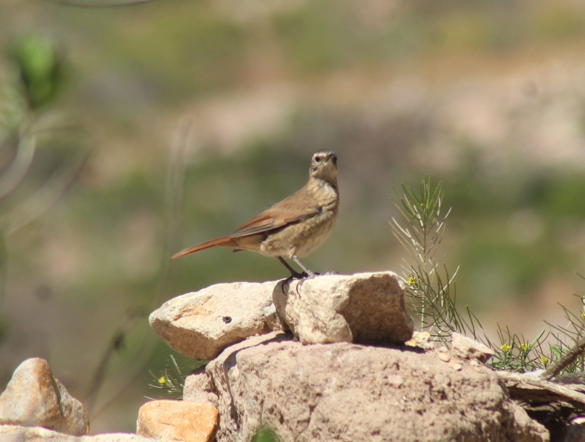 Buff-breasted Earthcreeper - ML636764715