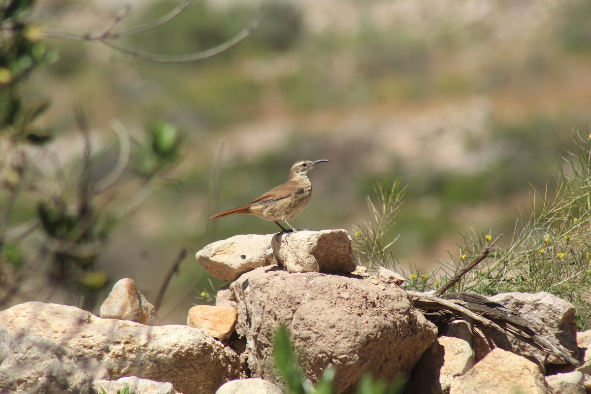 Buff-breasted Earthcreeper - ML636764716