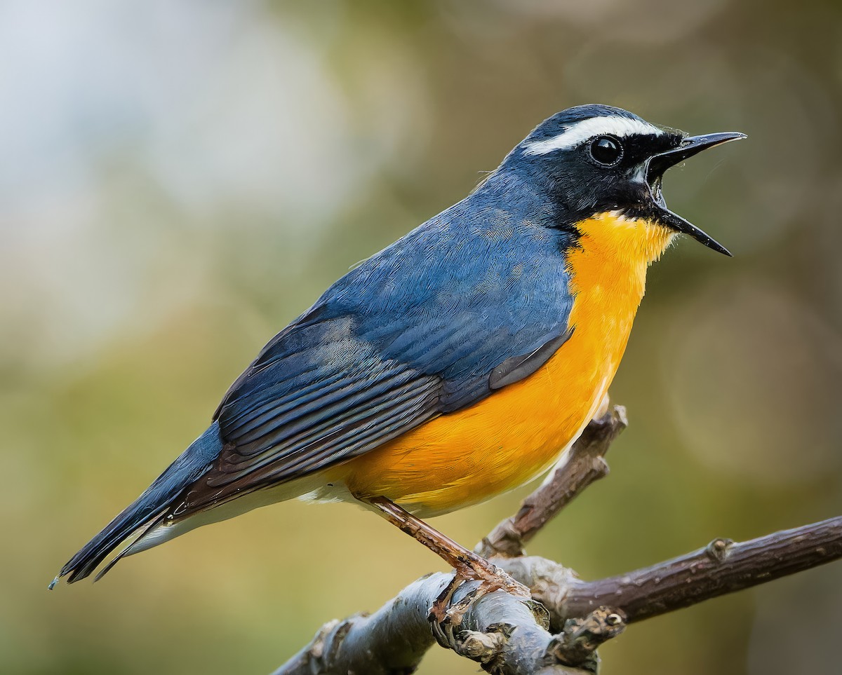 Indian Blue Robin - ML636764727