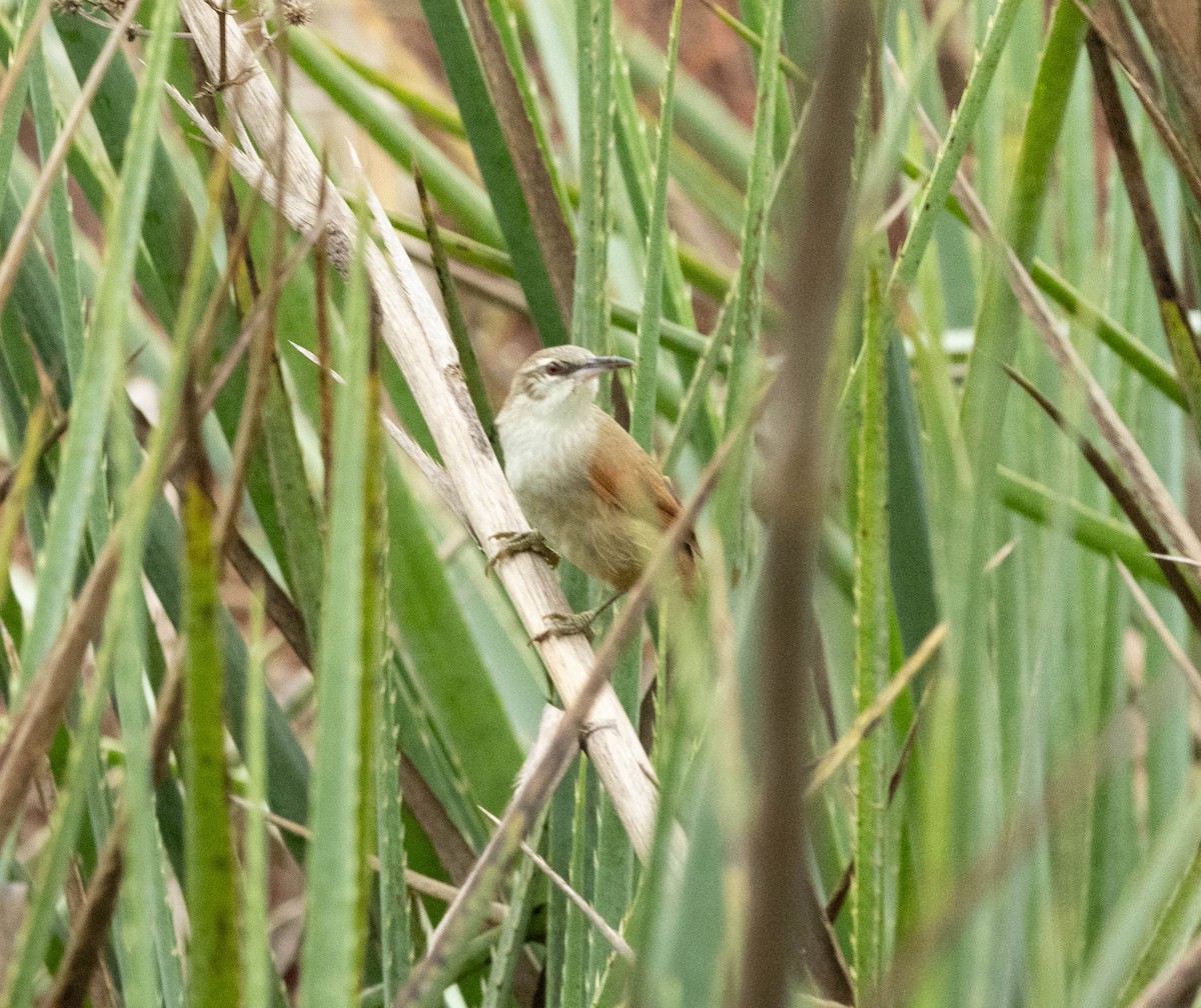 Straight-billed Reedhaunter - ML636764767