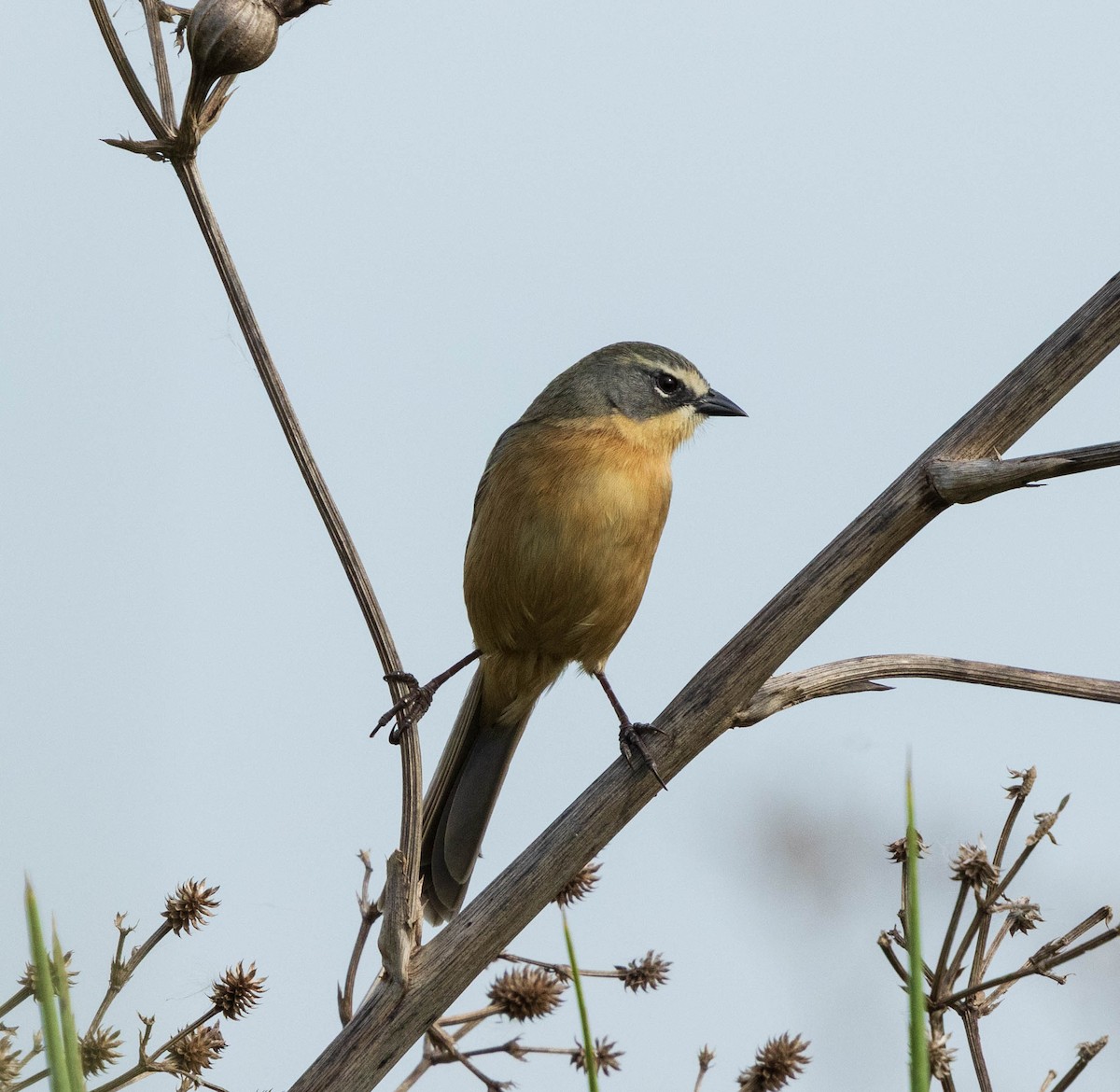 Long-tailed Reed Finch - ML636764791