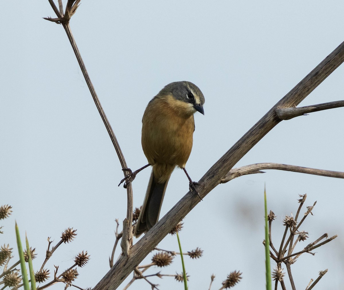 Long-tailed Reed Finch - ML636764792