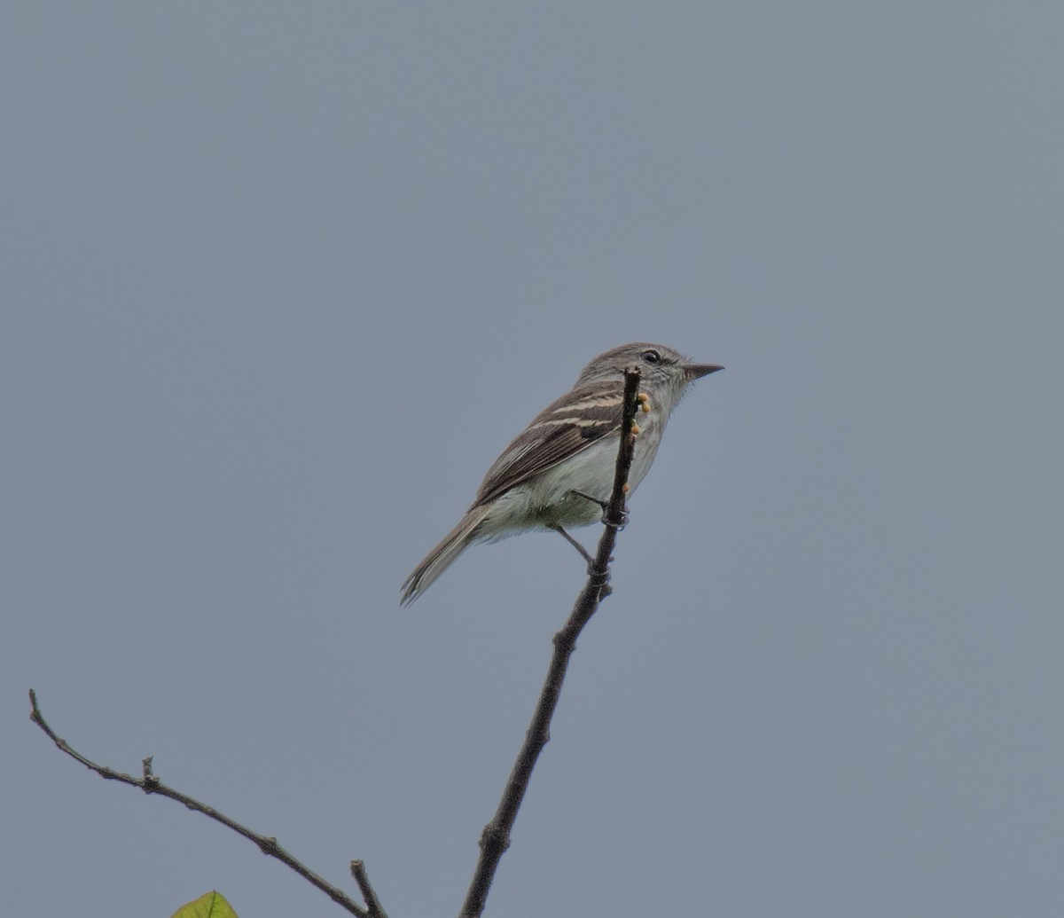 Mouse-gray Flycatcher - ML636764831