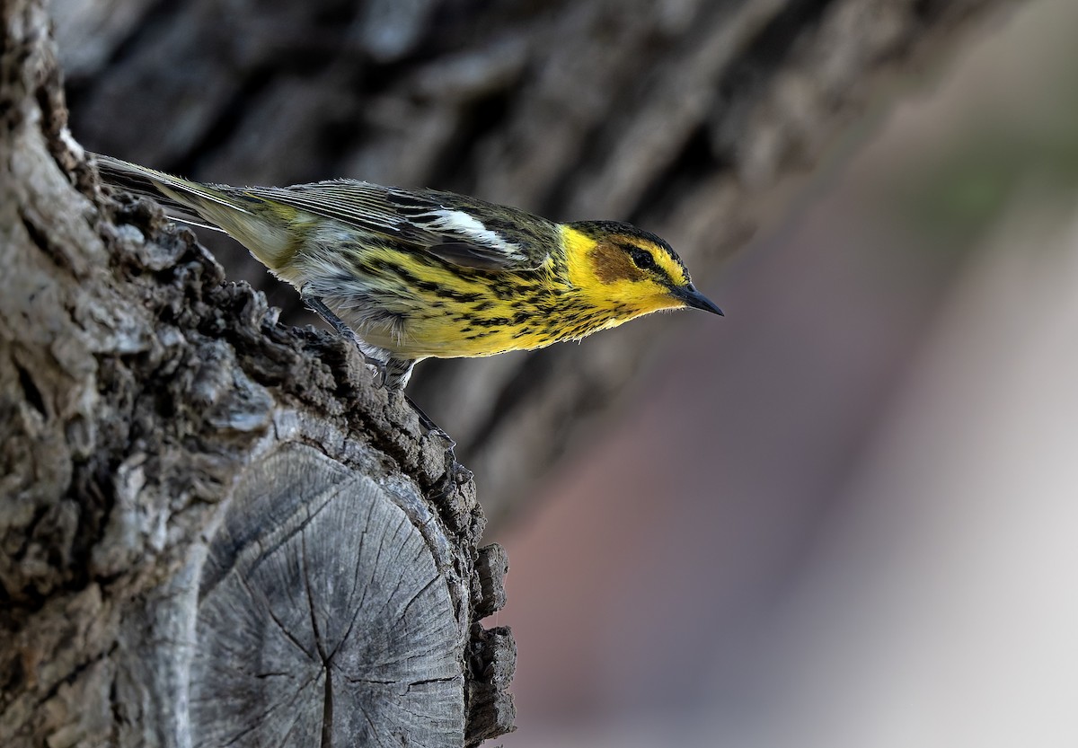 Cape May Warbler - ML636764882