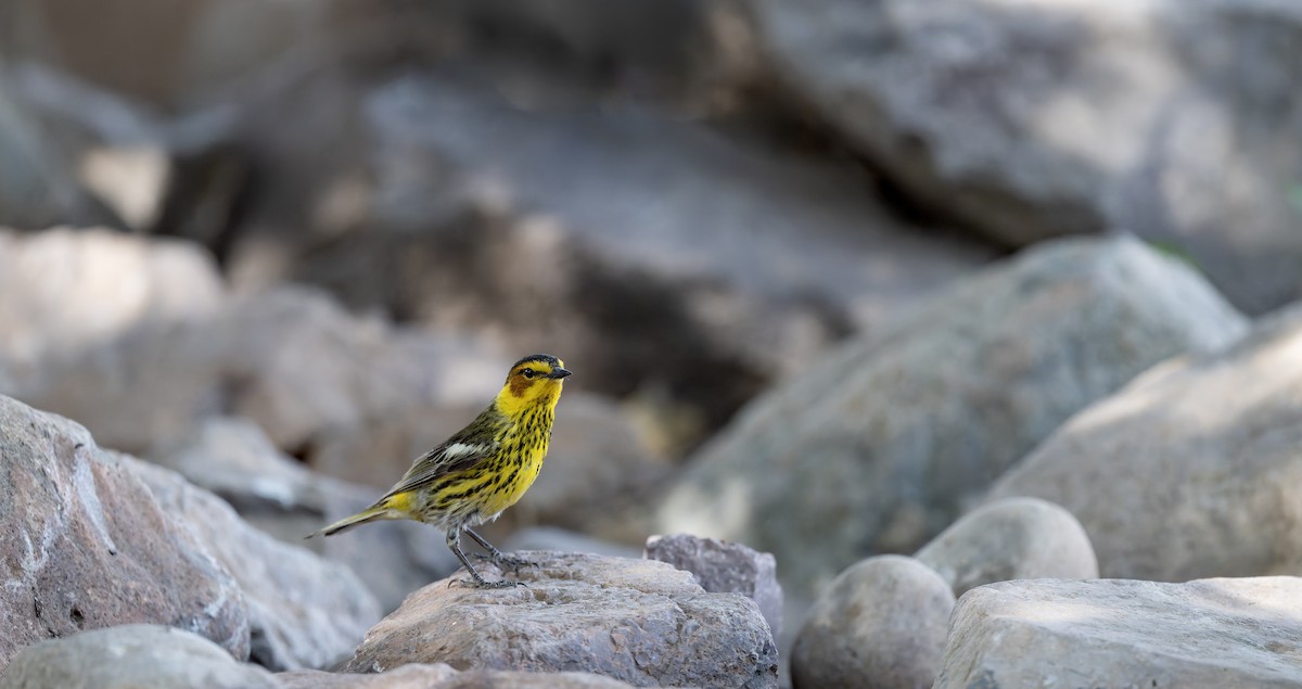 Cape May Warbler - ML636764883