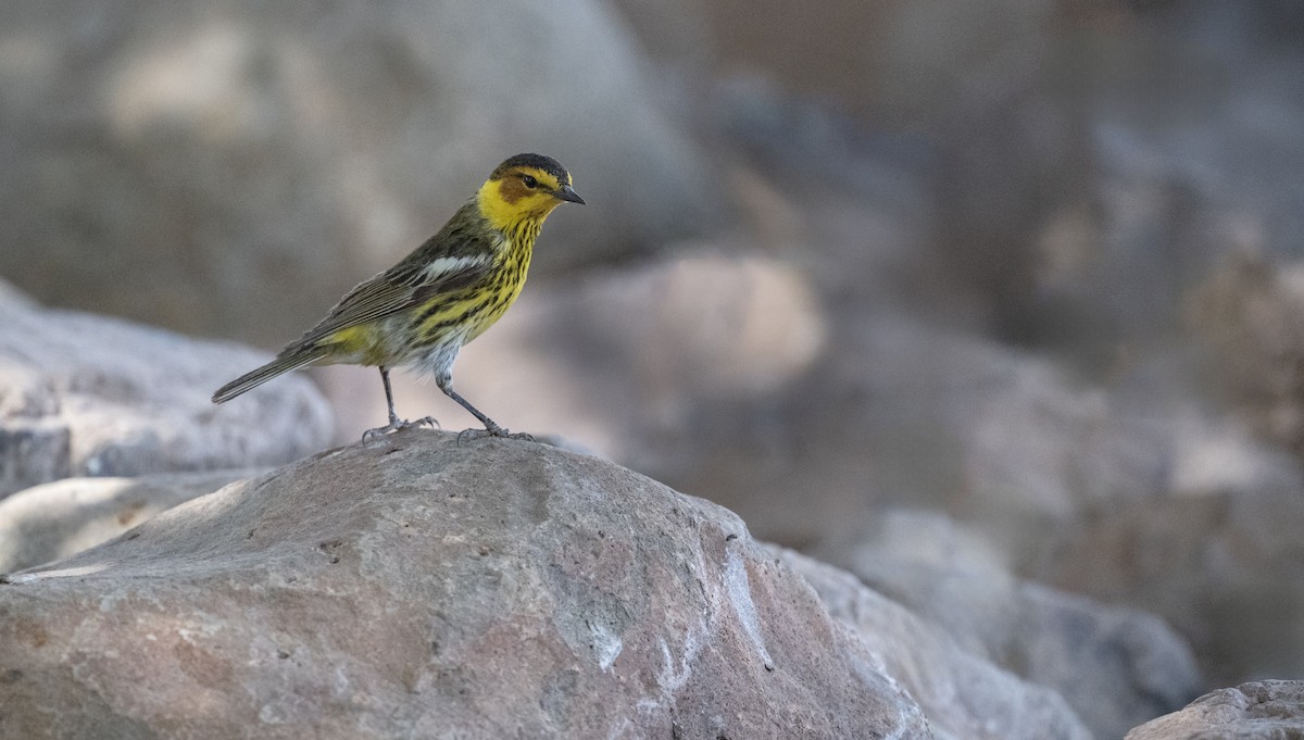 Cape May Warbler - ML636764884