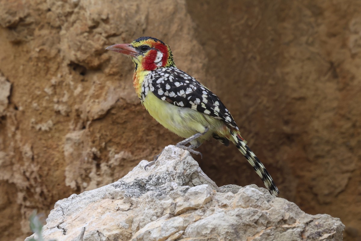 Red-and-yellow Barbet - ML636764886