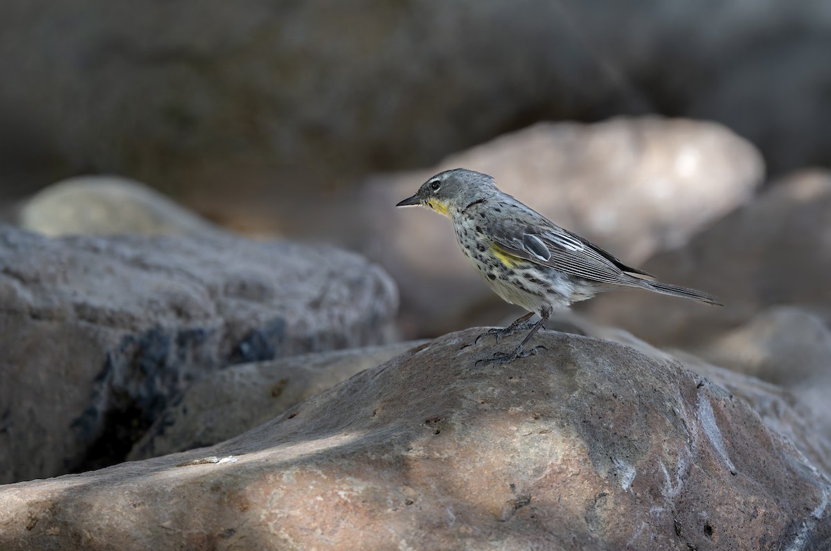 Yellow-rumped Warbler - ML636764897