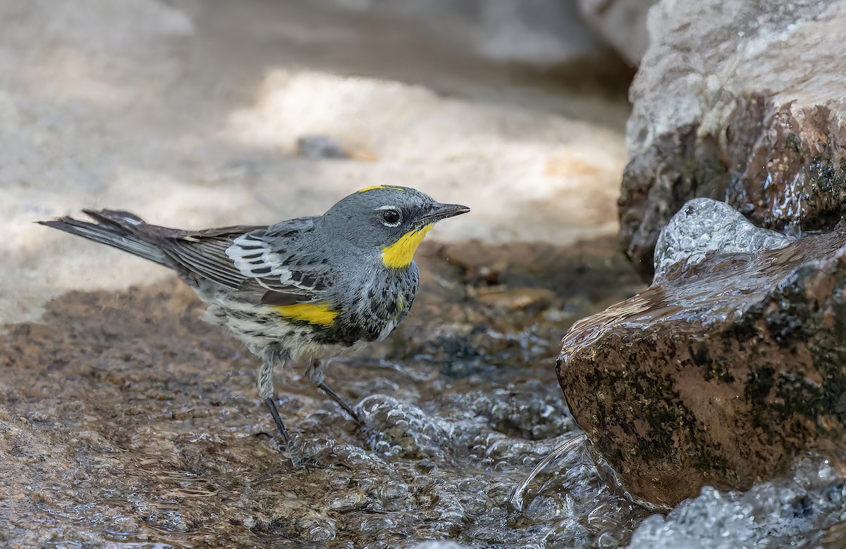 Yellow-rumped Warbler - ML636764898