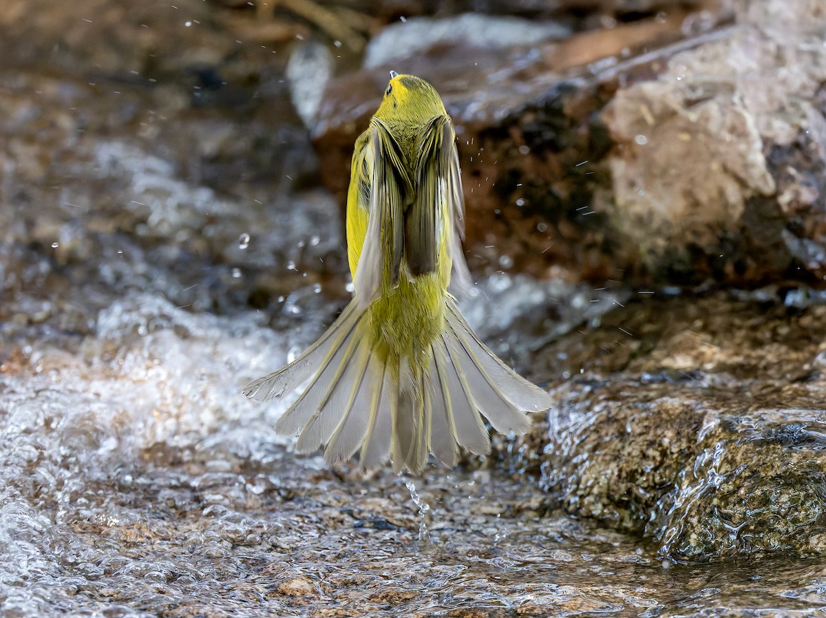 Wilson's Warbler - ML636764904