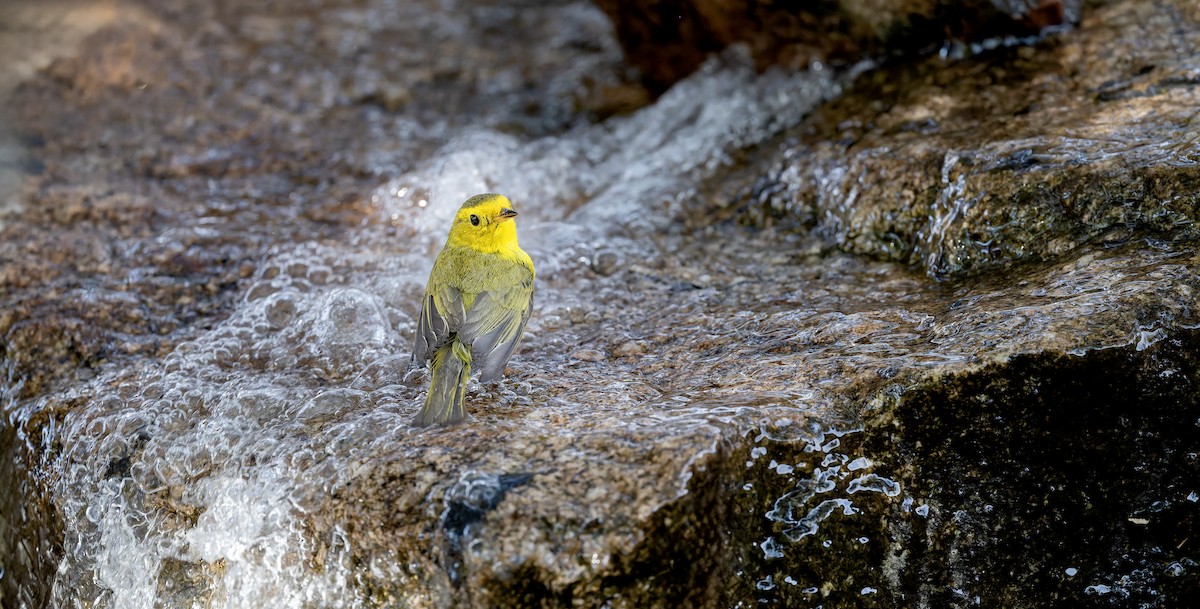 Wilson's Warbler - ML636764905