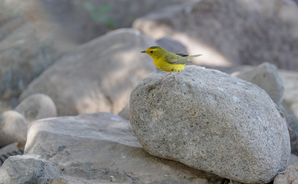 Wilson's Warbler - ML636764906