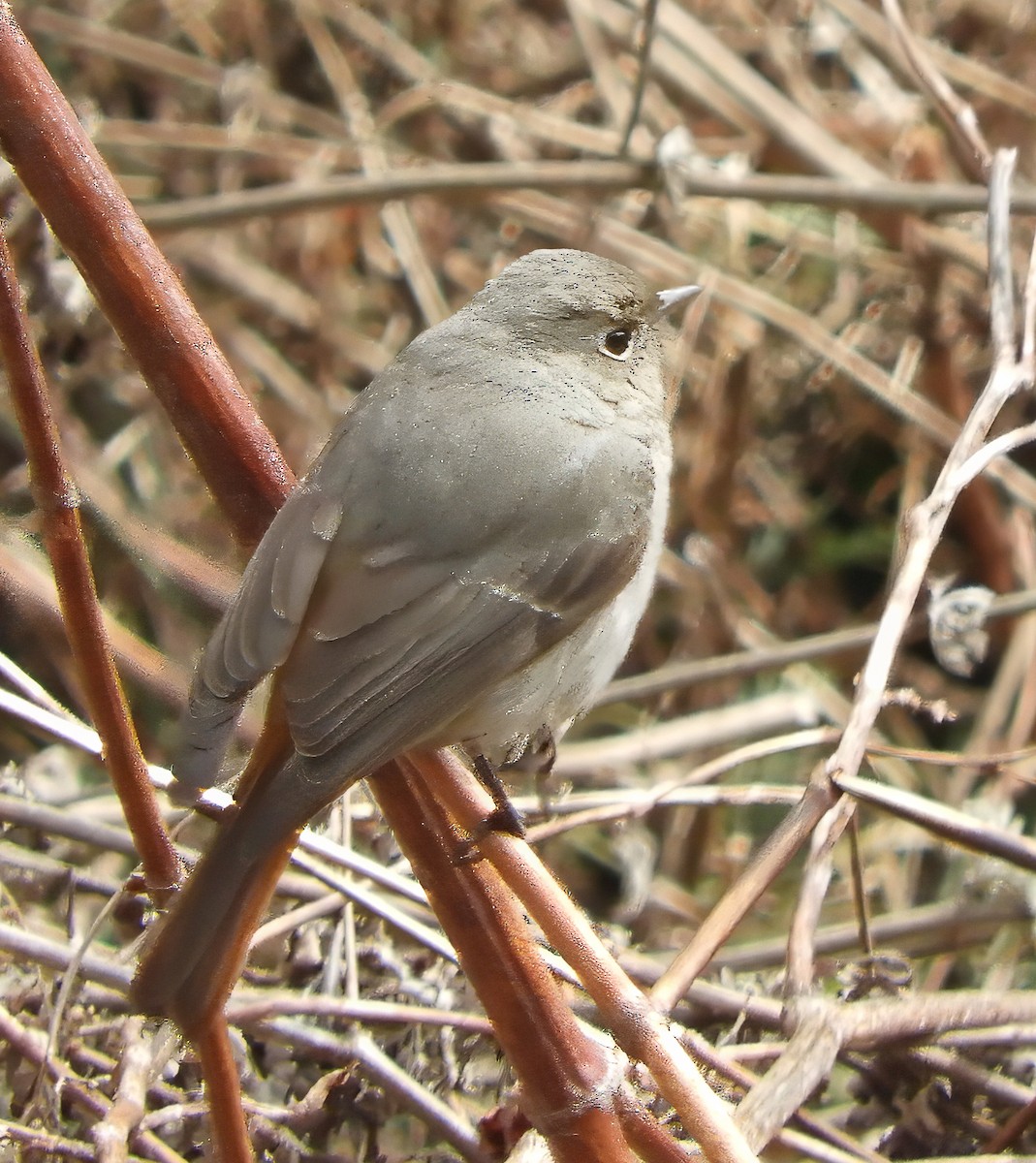 Hodgson's Redstart - ML636764912