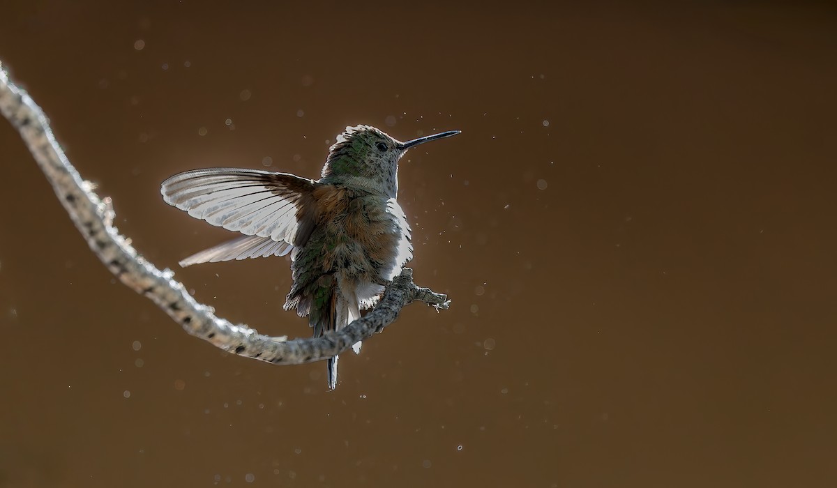 Broad-tailed Hummingbird - ML636764929