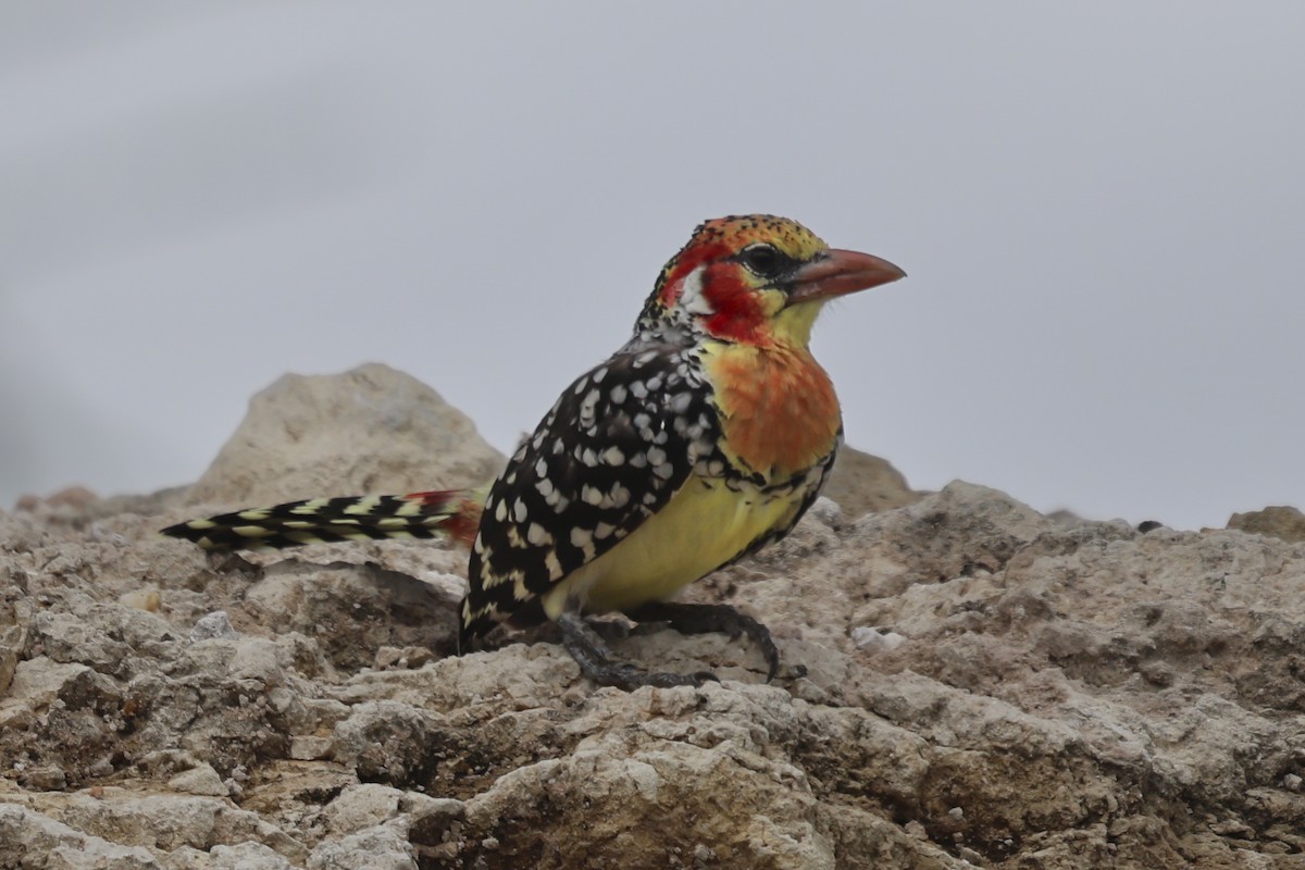 Red-and-yellow Barbet - ML636765139