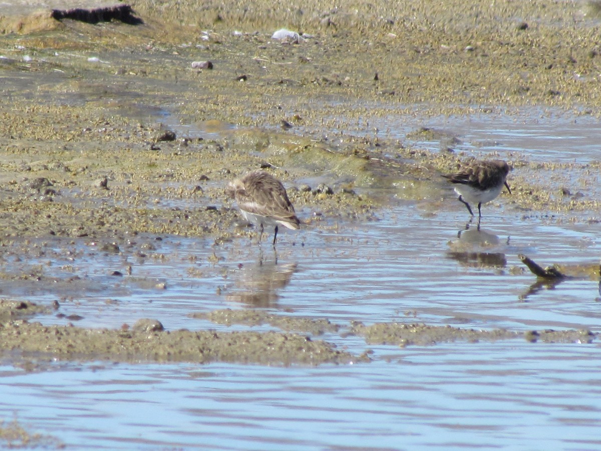 Baird's Sandpiper - ML636765195