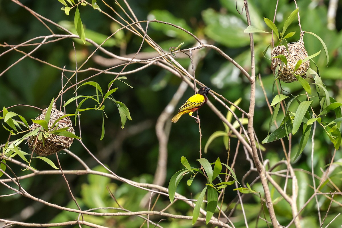 Golden-backed Weaver - ML636765217