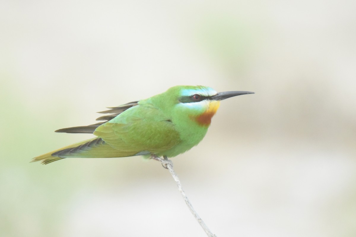 Blue-cheeked Bee-eater - ML636765249