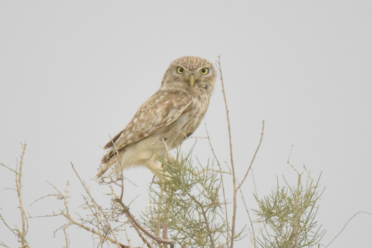 Little Owl (Hutton's) - ML636765254