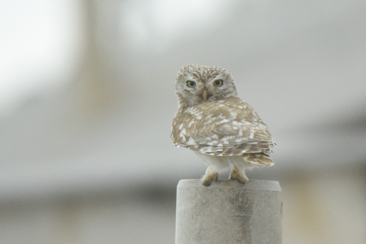 Little Owl (Hutton's) - ML636765256