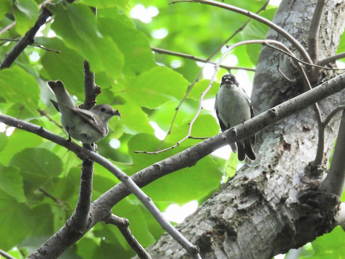 Semicollared Flycatcher - ML636765305