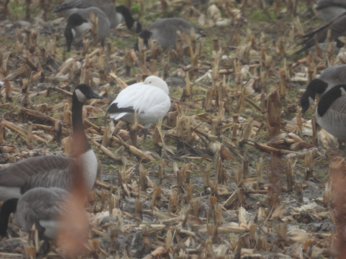 Snow Goose - ML636765378