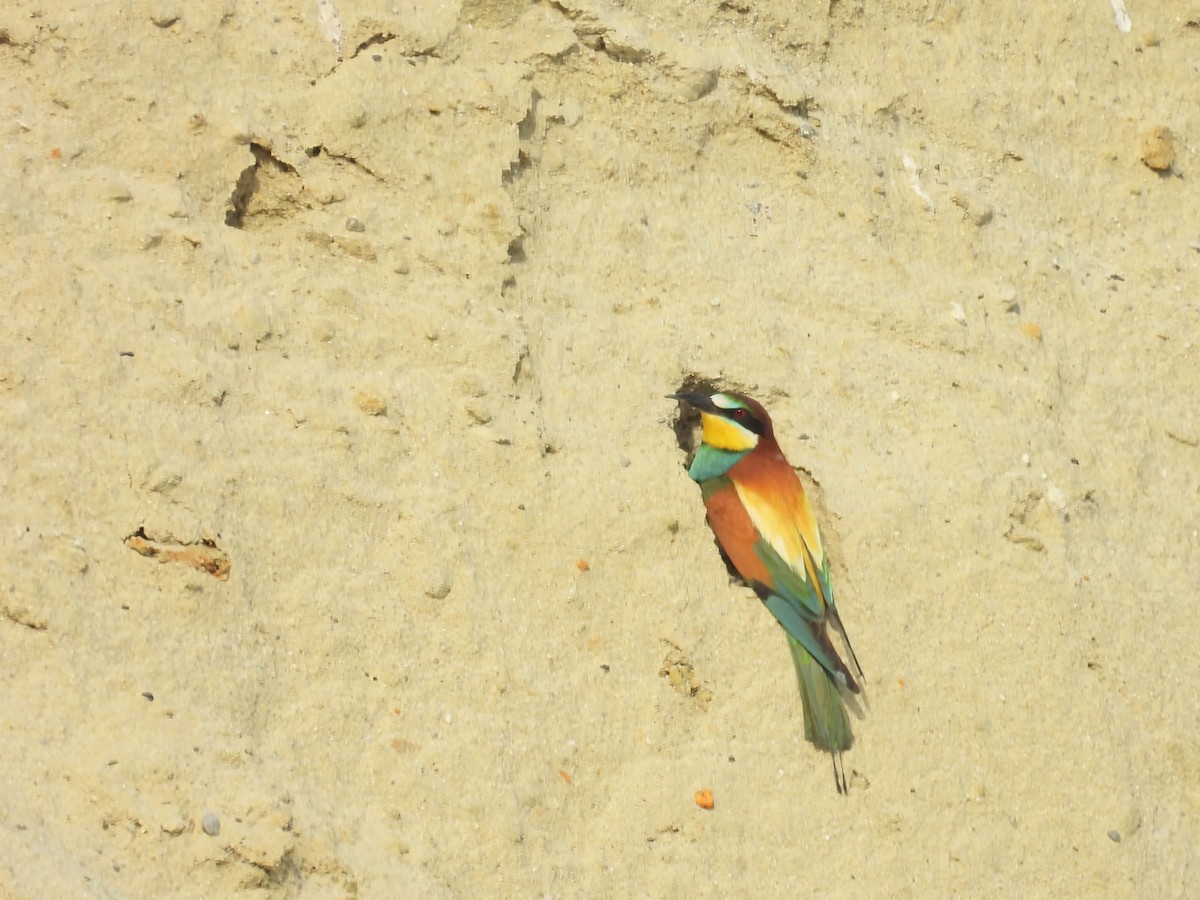 European Bee-eater - ML636765439