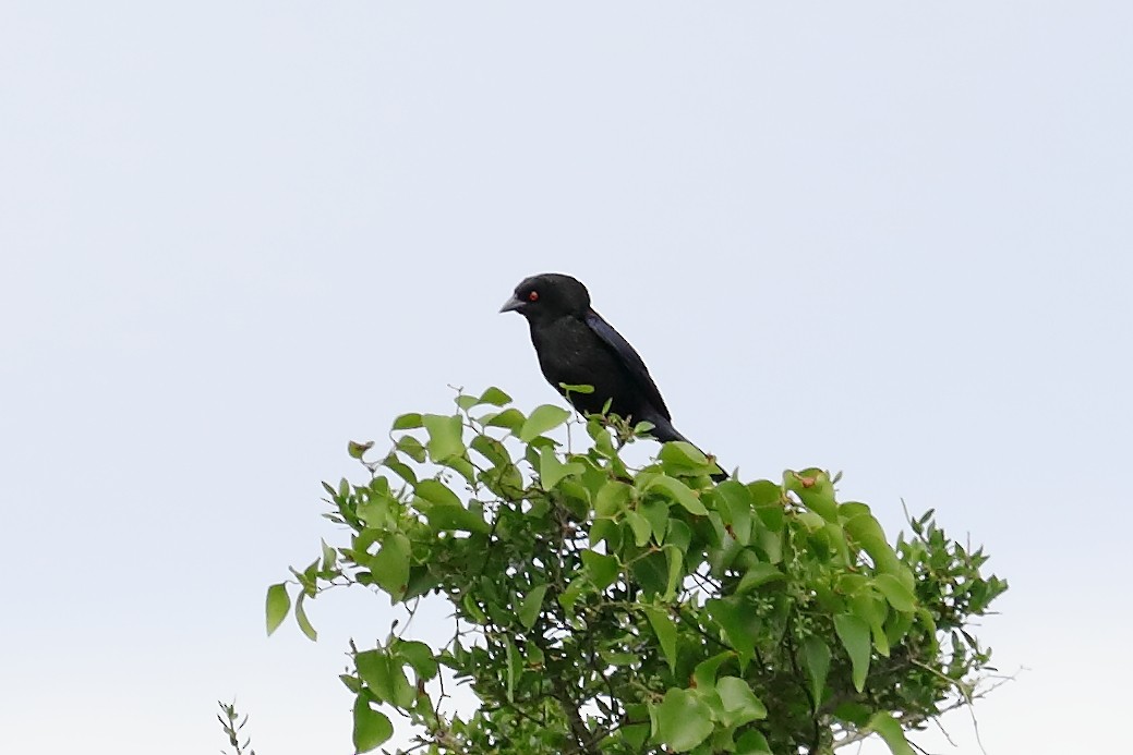 Bronzed Cowbird - ML636765486