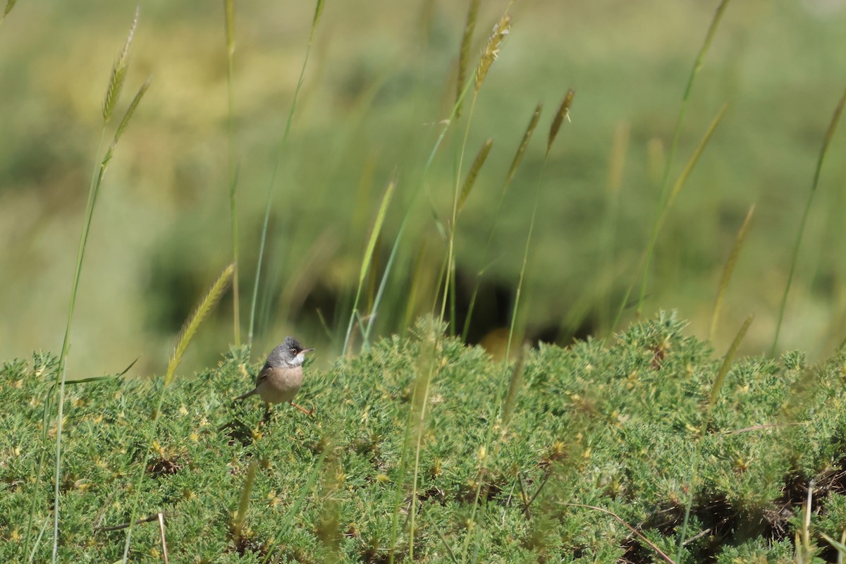 Spectacled Warbler - ML636765552