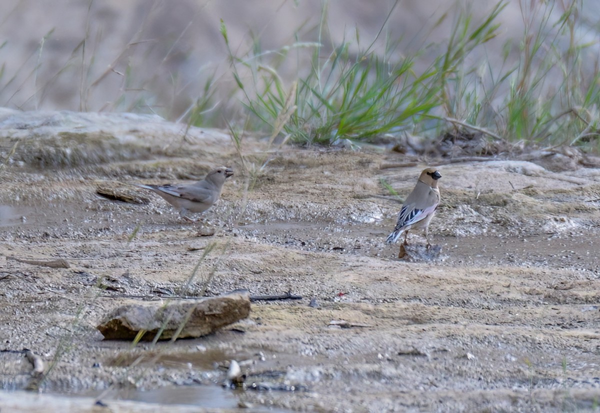 Desert Finch - ML636765555