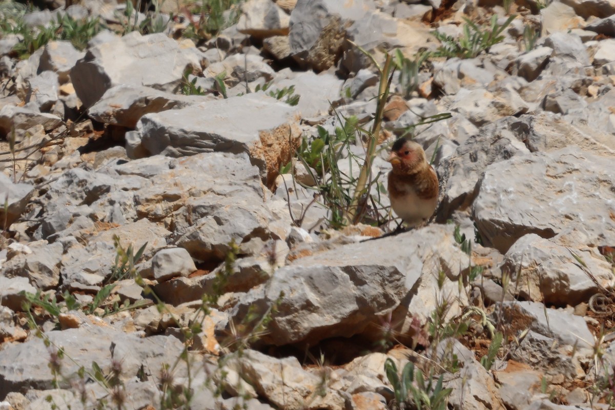 Crimson-winged Finch - ML636765581