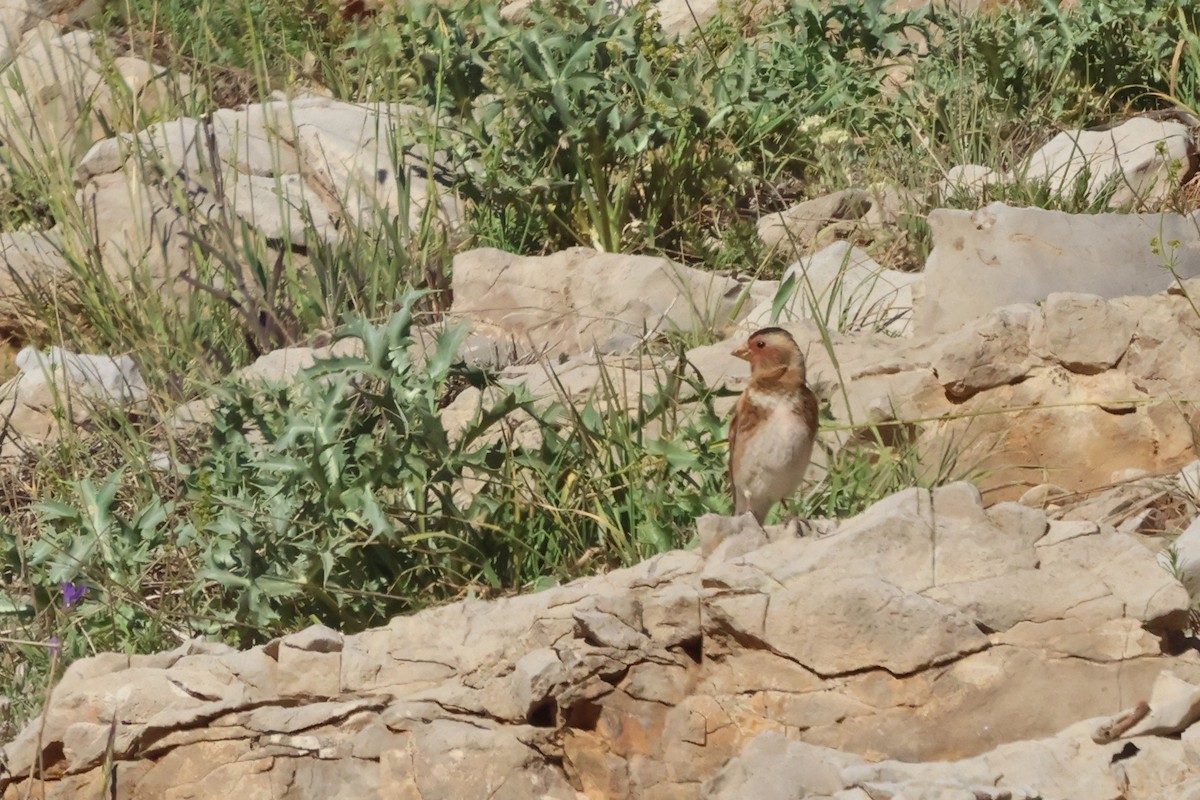 Crimson-winged Finch - ML636765582