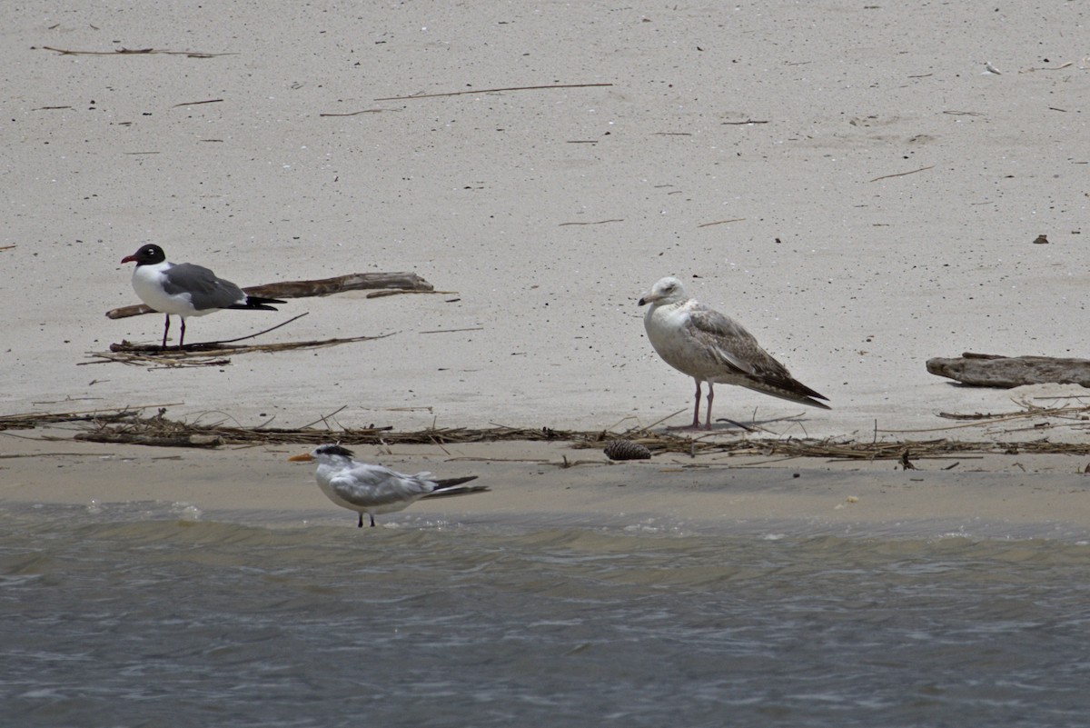 American Herring Gull - ML636765621