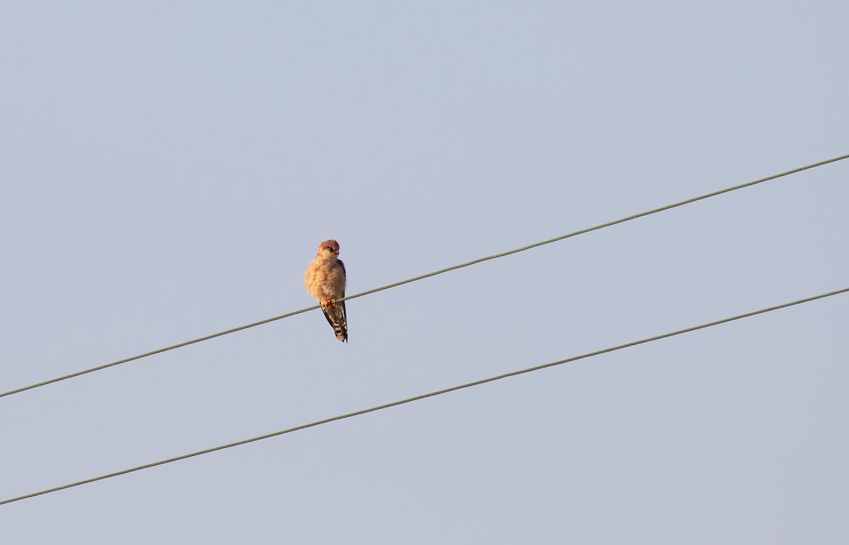 Red-footed Falcon - ML636765739