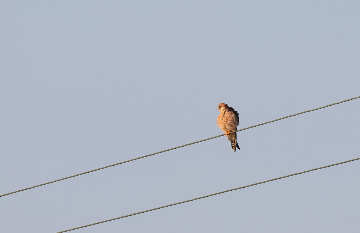 Red-footed Falcon - ML636765740
