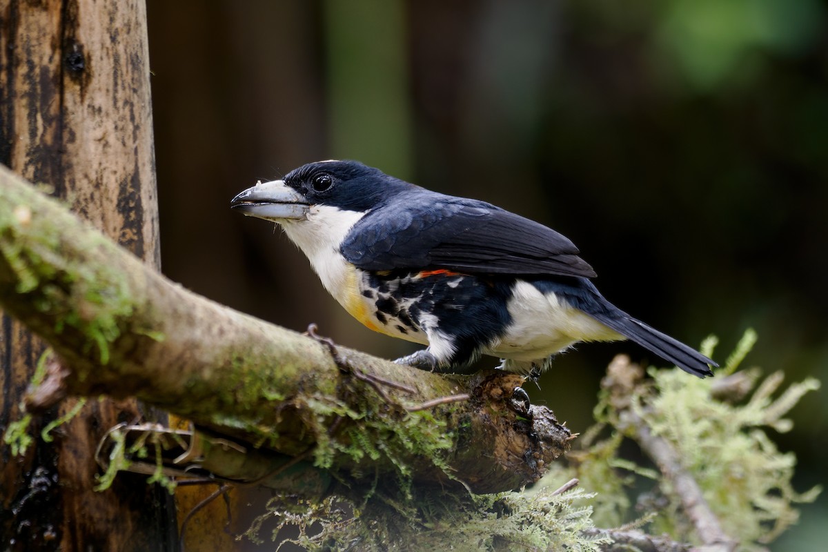 Spot-crowned Barbet - ML636765853
