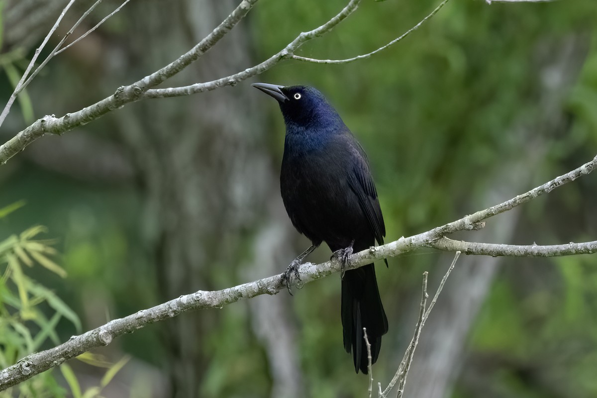 Common Grackle - ML636765886