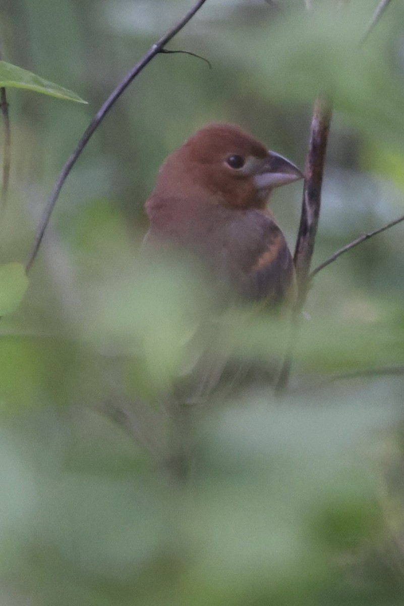 Blue Grosbeak - ML636765887