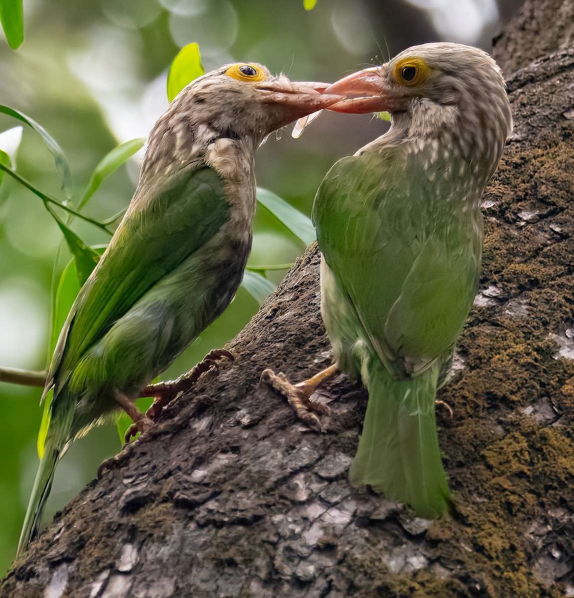 Lineated Barbet - ML636765981