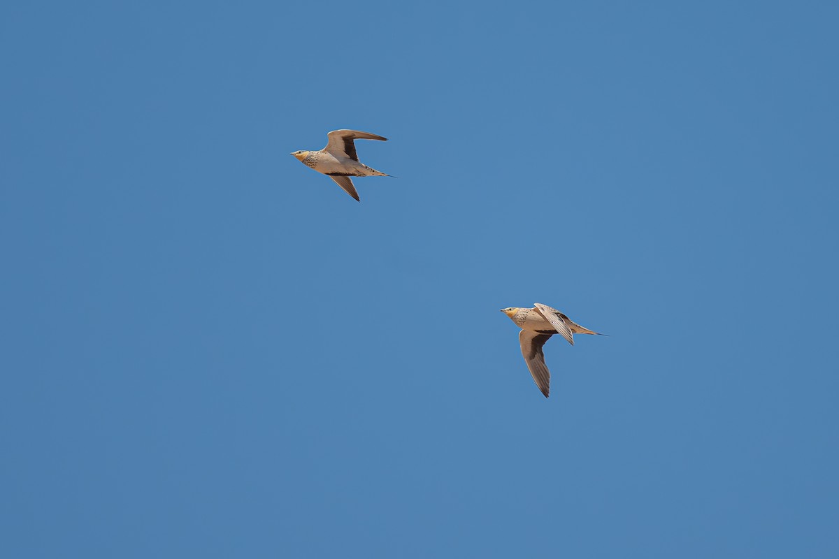 Spotted Sandgrouse - ML636766056