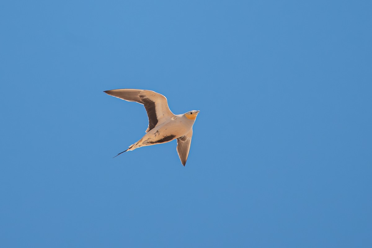 Spotted Sandgrouse - ML636766057