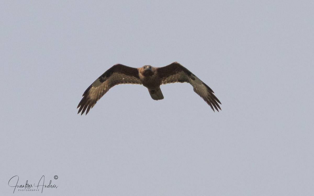 歐亞鵟(vulpinus/menetriesi) - ML636766059