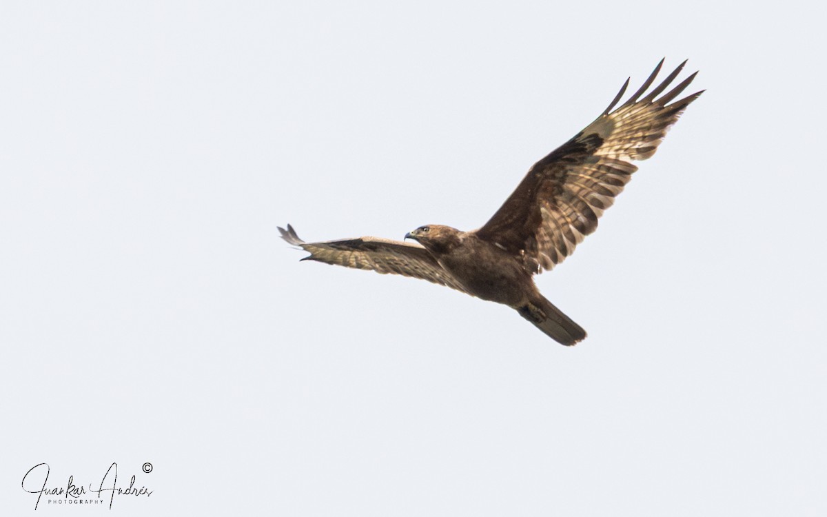 歐亞鵟(vulpinus/menetriesi) - ML636766064