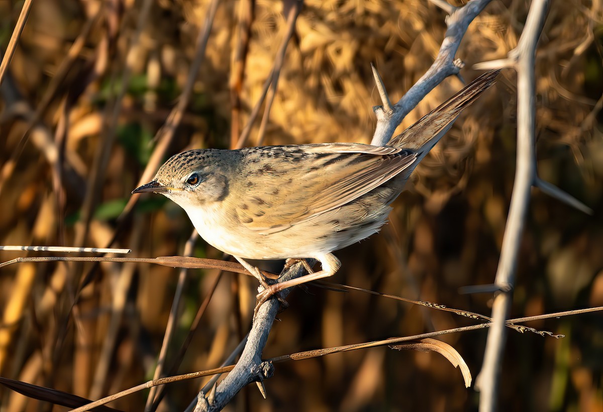 Common Grasshopper Warbler - ML636766091