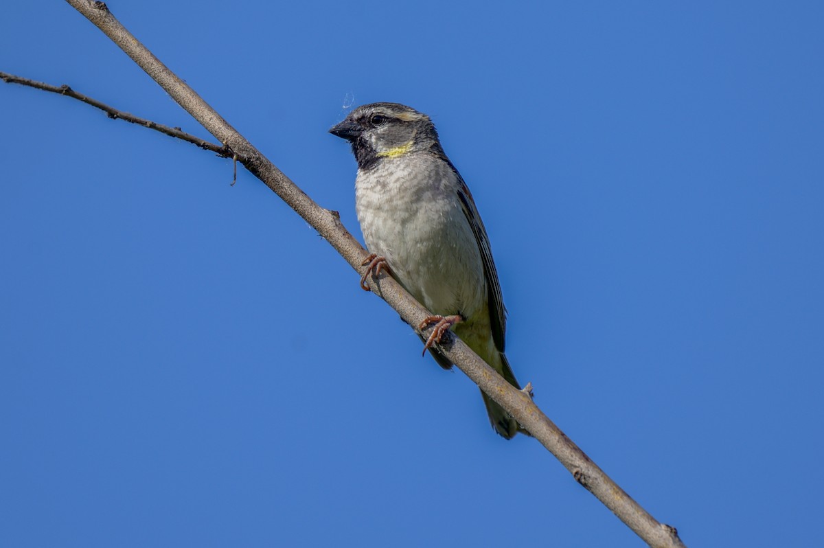 Dead Sea Sparrow - ML636766110