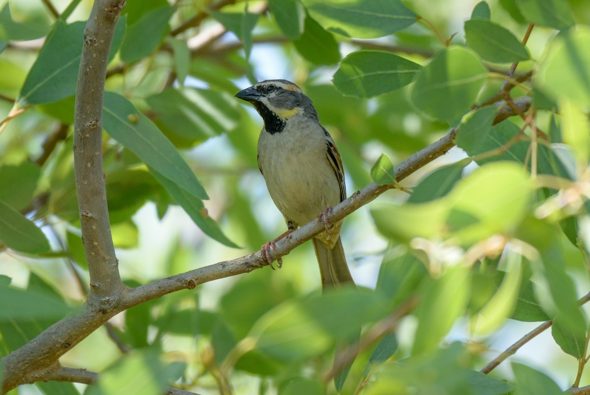 Dead Sea Sparrow - ML636766116